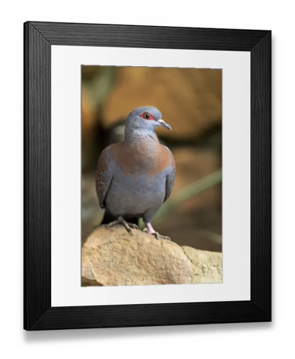 Framed Print : Speckled Pigeon -Columba guinea-, adult on rock, Simonstown, Western Cape, South Africa Framed Print : Speckled Pigeon -Columba guinea-, adult on rock, Simonstown, Western Cape, South Africa