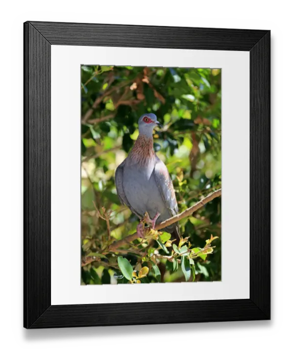 Framed Print : Speckled Pigeon -Columba guinea-, adult on tree, Simonstown, Western Cape, South Africa