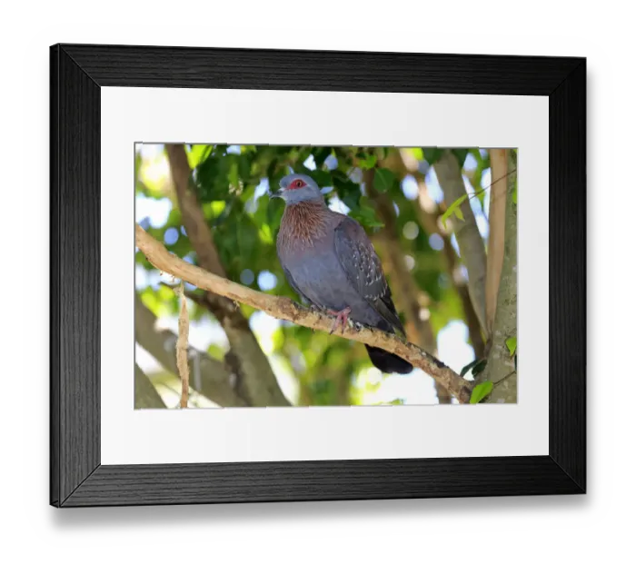Framed Print : Speckled Pigeon -Columba guinea-, adult on tree, Simonstown, Western Cape, South Africa Framed Print : Speckled Pigeon -Columba guinea-, adult on tree, Simonstown, Western Cape, South Africa