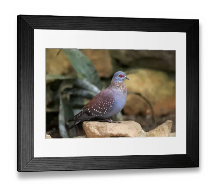 Framed Print : Speckled Pigeon -Columba guinea-, adult on rock, Simonstown, Western Cape, South Africa Framed Print : Speckled Pigeon -Columba guinea-, adult on rock, Simonstown, Western Cape, South Africa