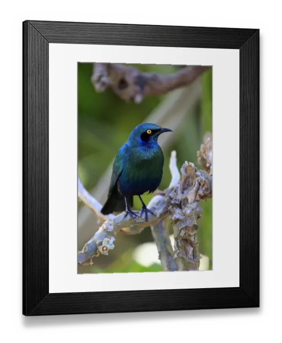 Framed Print : Greater blue-eared starling -Lamprotornis chalybaeus-, adult on tree, Kruger National Park, South Africa