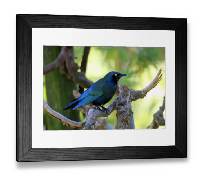 Framed Print : Greater blue-eared starling -Lamprotornis chalybaeus-, adult on tree, Kruger National Park, South Africa Framed Print : Greater blue-eared starling -Lamprotornis chalybaeus-, adult on tree, Kruger National Park, South Africa