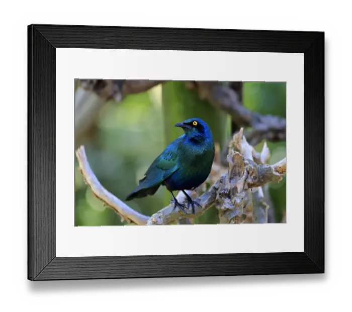 Framed Print : Greater blue-eared starling -Lamprotornis chalybaeus-, adult on tree, Kruger National Park, South Africa Framed Print : Greater blue-eared starling -Lamprotornis chalybaeus-, adult on tree, Kruger National Park, South Africa