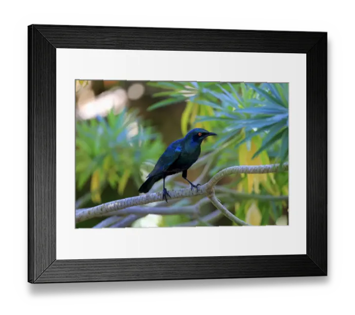 Framed Print : Greater blue-eared starling -Lamprotornis chalybaeus-, adult on tree, Kruger National Park, South Africa Framed Print : Greater blue-eared starling -Lamprotornis chalybaeus-, adult on tree, Kruger National Park, South Africa