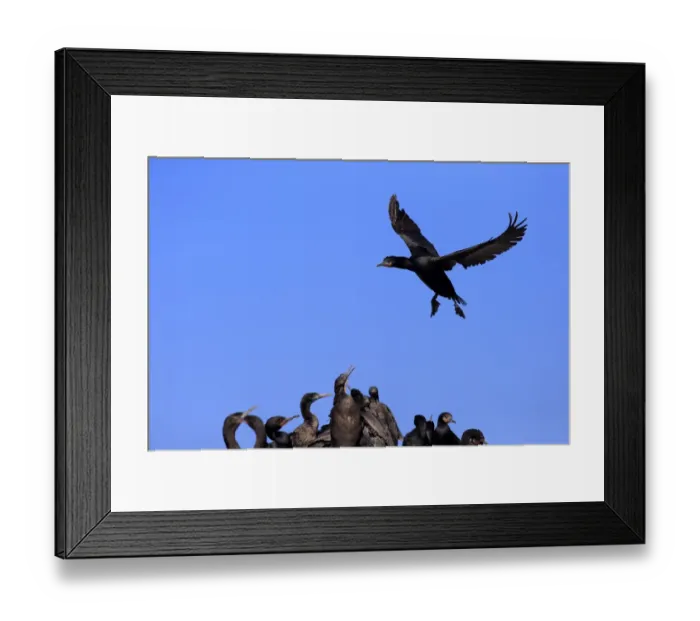 Framed Print : Cape Cormorant -Phalacrocorax capensis-, adult flying, landing, colony, Bettys Bay, Western Cape, South Africa Framed Print : Cape Cormorant -Phalacrocorax capensis-, adult flying, landing, colony, Bettys Bay, Western Cape, South Africa