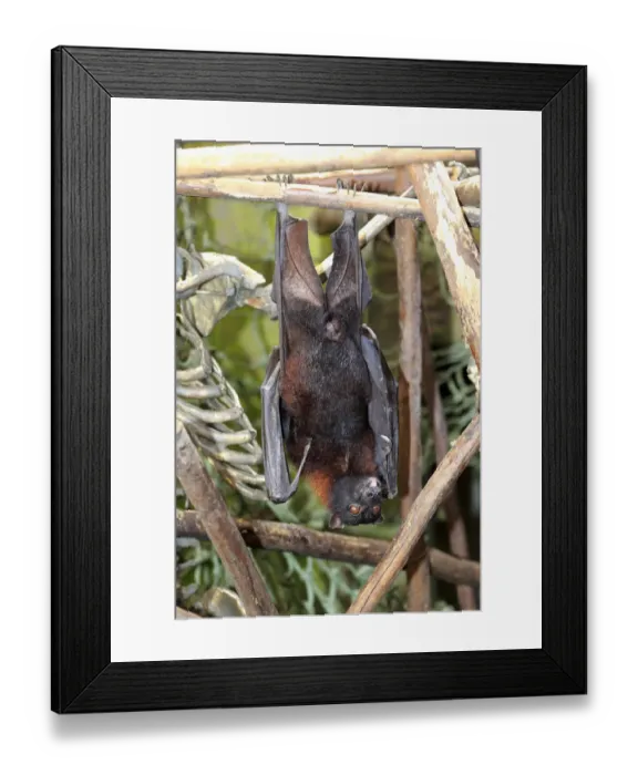 Framed Print : Large flying fox -Pteropus vampyrus-, adult male, resting, native to Southeast Asia, captive Framed Print : Large flying fox -Pteropus vampyrus-, adult male, resting, native to Southeast Asia, captive