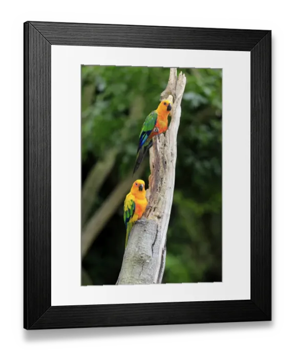 Framed Print : Sun Parakeets -Aratinga solstitialis jandaya-, adult on tree, occurrence in Brazil, captive Framed Print : Sun Parakeets -Aratinga solstitialis jandaya-, adult on tree, occurrence in Brazil, captive