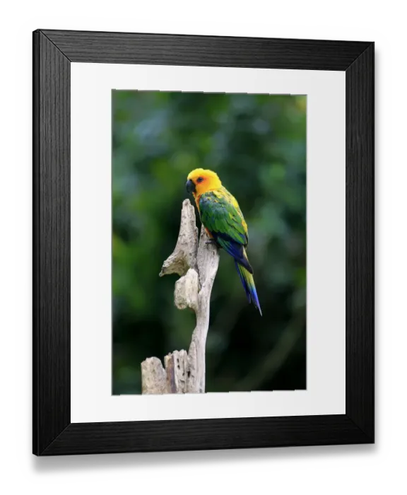 Framed Print : Sun Parakeet -Aratinga solstitialis jandaya-, adult on tree, occurrence in Brazil, captive Framed Print : Sun Parakeet -Aratinga solstitialis jandaya-, adult on tree, occurrence in Brazil, captive