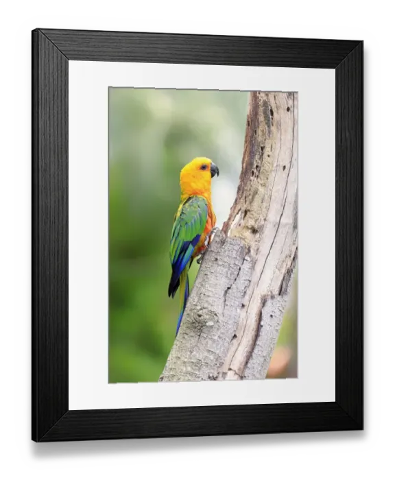 Framed Print : Sun Parakeet -Aratinga solstitialis jandaya-, adult on tree, occurrence in Brazil, captive Framed Print : Sun Parakeet -Aratinga solstitialis jandaya-, adult on tree, occurrence in Brazil, captive