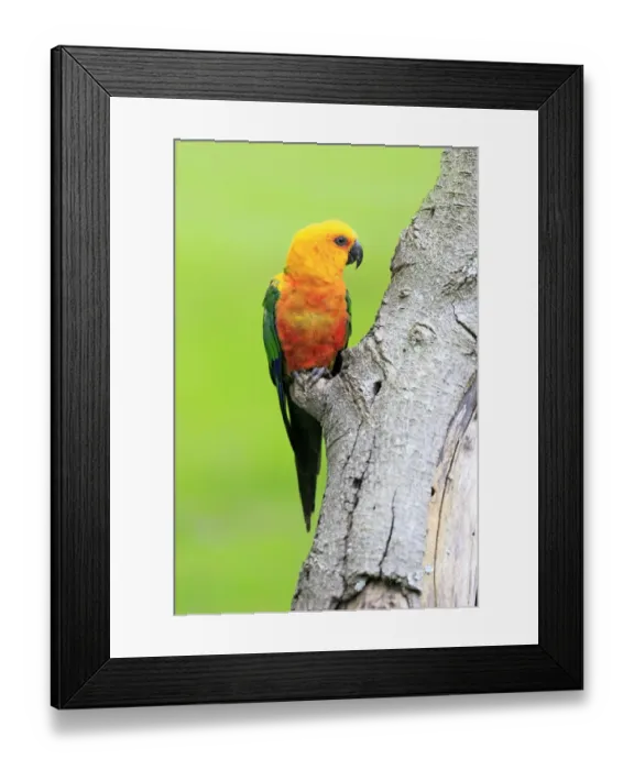 Framed Print : Sun Parakeet -Aratinga solstitialis jandaya-, adult on tree, occurrence in Brazil, captive Framed Print : Sun Parakeet -Aratinga solstitialis jandaya-, adult on tree, occurrence in Brazil, captive