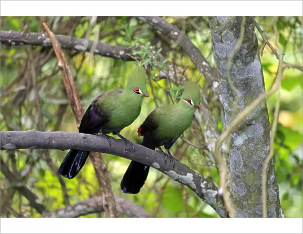 Guinea Turacos -Tauraco persa-, adult on tree, native to Africa, captive