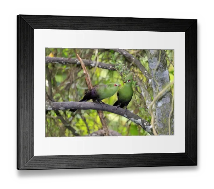 Framed Print : Guinea Turacos -Tauraco persa-, adult on tree, native to Africa, captive Framed Print : Guinea Turacos -Tauraco persa-, adult on tree, native to Africa, captive
