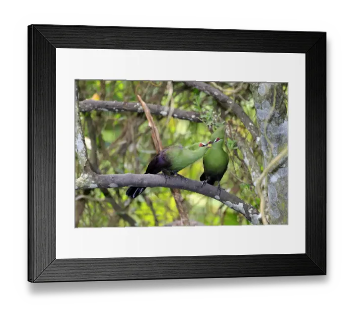 Framed Print : Guinea Turacos -Tauraco persa-, adult on tree, native to Africa, captive Framed Print : Guinea Turacos -Tauraco persa-, adult on tree, native to Africa, captive