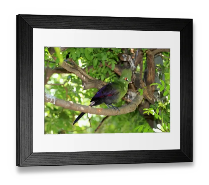 Framed Print : Guinea Turaco -Tauraco persa-, adult on tree, native to Africa, captive Framed Print : Guinea Turaco -Tauraco persa-, adult on tree, native to Africa, captive