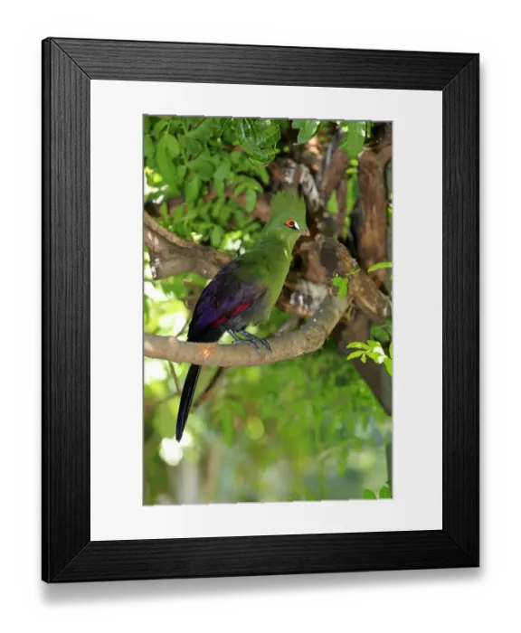Framed Print : Guinea Turaco -Tauraco persa-, adult on tree, native to Africa, captive Framed Print : Guinea Turaco -Tauraco persa-, adult on tree, native to Africa, captive