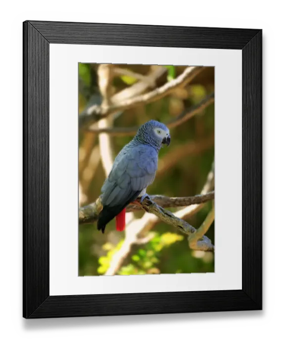 Framed Print : African Grey Parrot -Psittacus erithacus timneh-, adult on tree, native to Central Africa and West Africa, captive Framed Print : African Grey Parrot -Psittacus erithacus timneh-, adult on tree, native to Central Africa and West Africa, captive