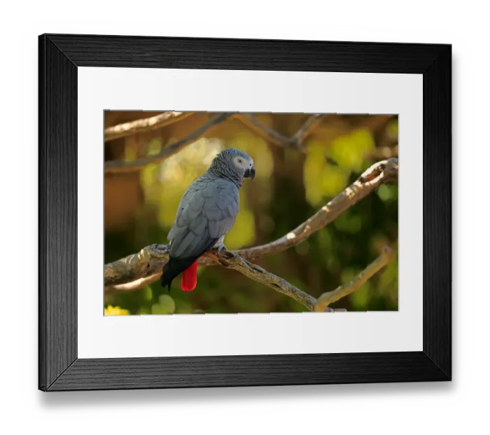 Framed Print : African Grey Parrot -Psittacus erithacus timneh-, adult on tree, native to Central Africa and West Africa, captive Framed Print : African Grey Parrot -Psittacus erithacus timneh-, adult on tree, native to Central Africa and West Africa, captive