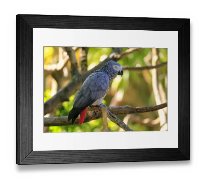 Framed Print : African Grey Parrot -Psittacus erithacus timneh-, adult on tree, native to Central Africa and West Africa, captive Framed Print : African Grey Parrot -Psittacus erithacus timneh-, adult on tree, native to Central Africa and West Africa, captive