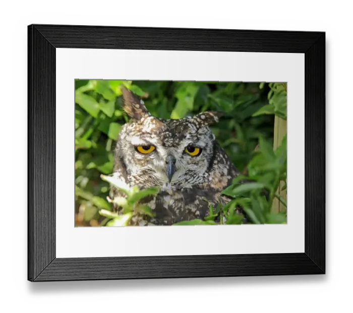 Framed Print : Spotted Eagle-owl -Bubo africanus-, adult, Western Cape, South Africa Framed Print : Spotted Eagle-owl -Bubo africanus-, adult, Western Cape, South Africa