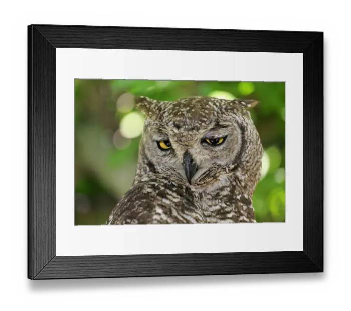 Framed Print : Spotted Eagle-owl -Bubo africanus-, adult, Western Cape, South Africa Framed Print : Spotted Eagle-owl -Bubo africanus-, adult, Western Cape, South Africa