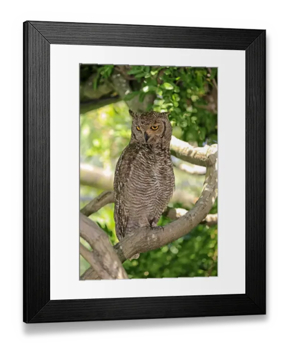 Framed Print : Spotted Eagle-owl -Bubo africanus-, adult on tree, Western Cape, South Africa Framed Print : Spotted Eagle-owl -Bubo africanus-, adult on tree, Western Cape, South Africa