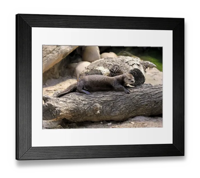 Framed Print : Spotted-necked Otter -Lutra maculicollis-, adult, Eastern Cape, South Africa Framed Print : Spotted-necked Otter -Lutra maculicollis-, adult, Eastern Cape, South Africa
