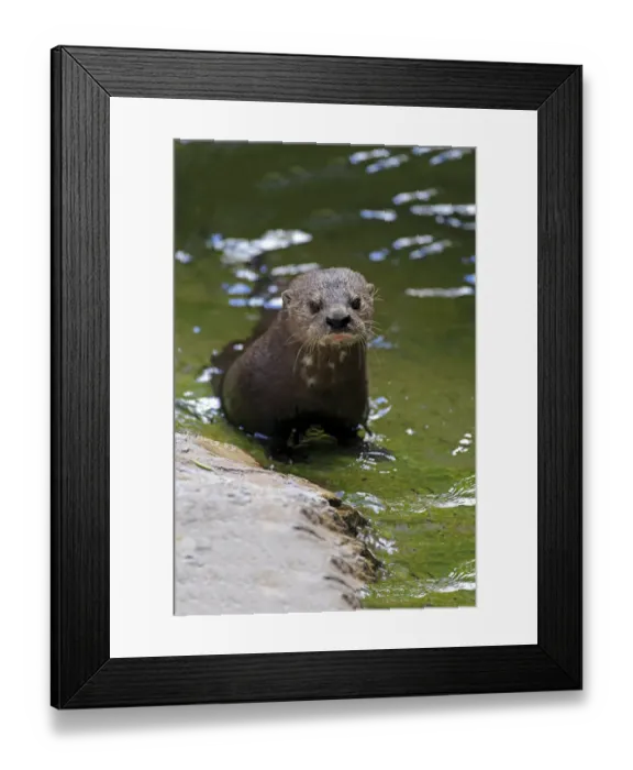 Framed Print : Spotted-necked Otter -Lutra maculicollis-, adult in the water, Eastern Cape, South Africa