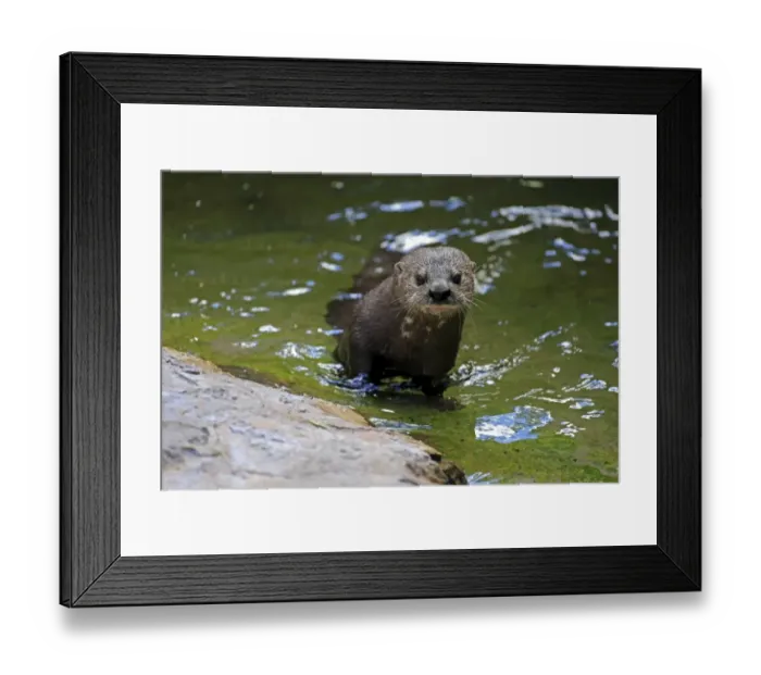 Framed Print : Spotted-necked Otter -Lutra maculicollis-, adult in the water, Eastern Cape, South Africa