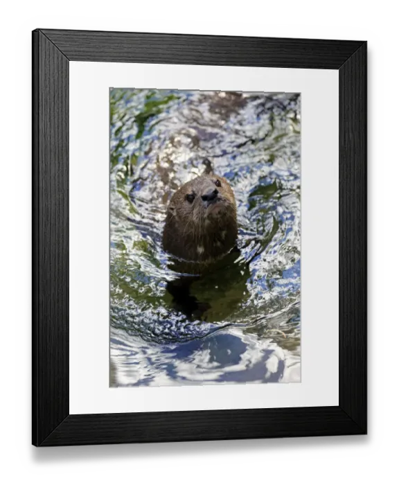 Framed Print : Spotted-necked Otter -Lutra maculicollis-, adult, swimming, Eastern Cape, South Africa Framed Print : Spotted-necked Otter -Lutra maculicollis-, adult, swimming, Eastern Cape, South Africa
