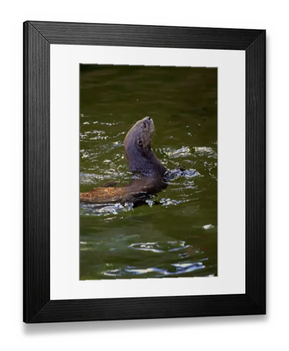 Framed Print : Spotted-necked Otter -Lutra maculicollis-, adult, swimming, Eastern Cape, South Africa Framed Print : Spotted-necked Otter -Lutra maculicollis-, adult, swimming, Eastern Cape, South Africa