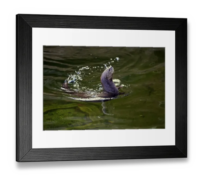 Framed Print : Spotted-necked Otter -Lutra maculicollis-, adult, swimming, Eastern Cape, South Africa Framed Print : Spotted-necked Otter -Lutra maculicollis-, adult, swimming, Eastern Cape, South Africa