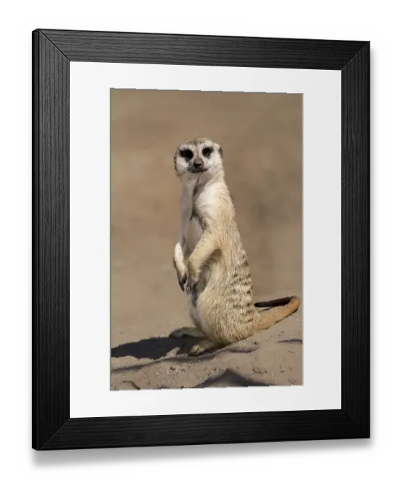 Framed Print : Meerkat -Suricata suricatta-, adult alert, standing upright, Little Karoo, Western Cape, South Africa Framed Print : Meerkat -Suricata suricatta-, adult alert, standing upright, Little Karoo, Western Cape, South Africa
