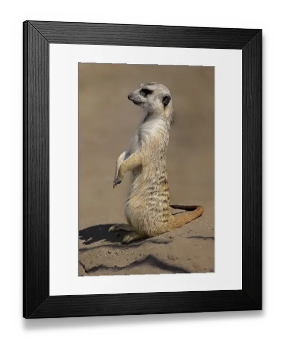 Framed Print : Meerkat -Suricata suricatta-, adult alert, upright, Little Karoo, Western Cape, South Africa Framed Print : Meerkat -Suricata suricatta-, adult alert, upright, Little Karoo, Western Cape, South Africa