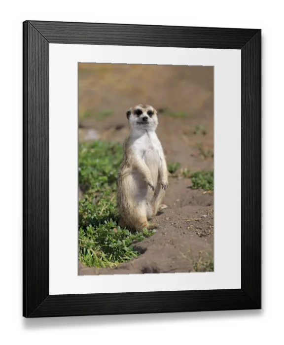 Framed Print : Meerkat -Suricata suricatta-, juvenile on rock, alert, Little Karoo, Western Cape, South Africa Framed Print : Meerkat -Suricata suricatta-, juvenile on rock, alert, Little Karoo, Western Cape, South Africa