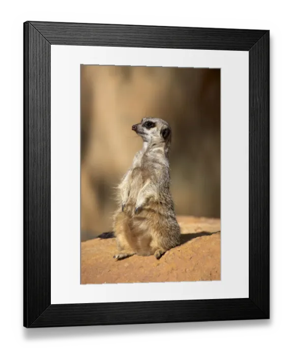 Framed Print : Meerkat -Suricata suricatta-, juvenile on rock, alert, Little Karoo, Western Cape, South Africa