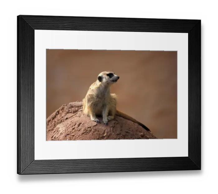 Framed Print : Meerkat -Suricata suricatta-, juvenile on rock, alert, Little Karoo, Western Cape, South Africa Framed Print : Meerkat -Suricata suricatta-, juvenile on rock, alert, Little Karoo, Western Cape, South Africa