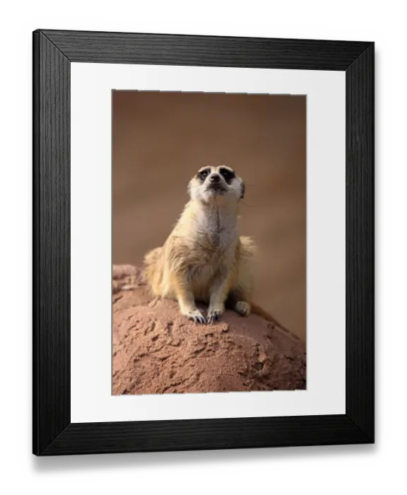 Framed Print : Meerkat -Suricata suricatta-, adult on rock, alert, Little Karoo, Western Cape, South Africa Framed Print : Meerkat -Suricata suricatta-, adult on rock, alert, Little Karoo, Western Cape, South Africa