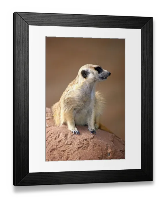 Framed Print : Meerkat -Suricata suricatta-, adult on rock, alert, Little Karoo, Western Cape, South Africa Framed Print : Meerkat -Suricata suricatta-, adult on rock, alert, Little Karoo, Western Cape, South Africa