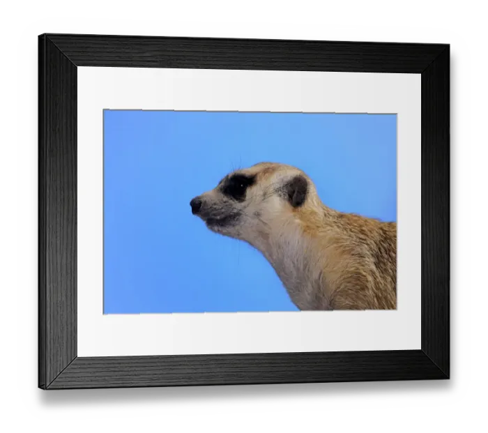 Framed Print : Meerkat -Suricata suricatta- adult, alert, Little Karoo, Western Cape, South Africa Framed Print : Meerkat -Suricata suricatta- adult, alert, Little Karoo, Western Cape, South Africa
