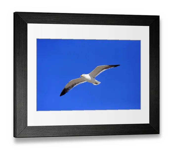 Framed Print : Kelp Gull -Larus dominicanus-, adult, flying, Bettys Bay, Western Cape, South Africa Framed Print : Kelp Gull -Larus dominicanus-, adult, flying, Bettys Bay, Western Cape, South Africa