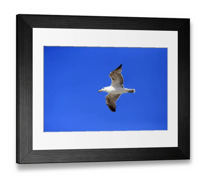 Framed Print : Kelp Gull -Larus dominicanus-, adult, flying, Bettys Bay, Western Cape, South Africa Framed Print : Kelp Gull -Larus dominicanus-, adult, flying, Bettys Bay, Western Cape, South Africa