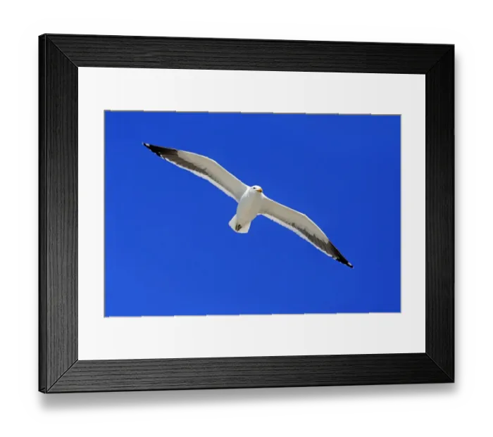 Framed Print : Kelp Gull -Larus dominicanus-, adult, flying, Bettys Bay, Western Cape, South Africa Framed Print : Kelp Gull -Larus dominicanus-, adult, flying, Bettys Bay, Western Cape, South Africa