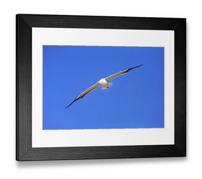 Framed Print : Kelp Gull -Larus dominicanus-, adult, flying, Bettys Bay, Western Cape, South Africa Framed Print : Kelp Gull -Larus dominicanus-, adult, flying, Bettys Bay, Western Cape, South Africa