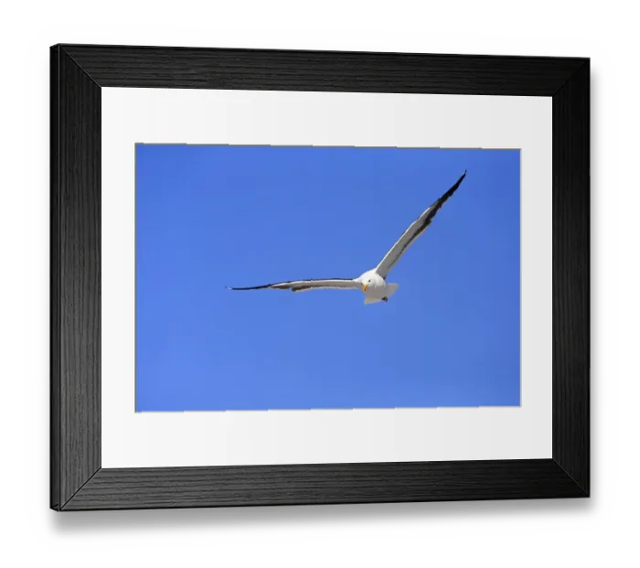Framed Print : Kelp Gull -Larus dominicanus-, adult, flying, Bettys Bay, Western Cape, South Africa Framed Print : Kelp Gull -Larus dominicanus-, adult, flying, Bettys Bay, Western Cape, South Africa