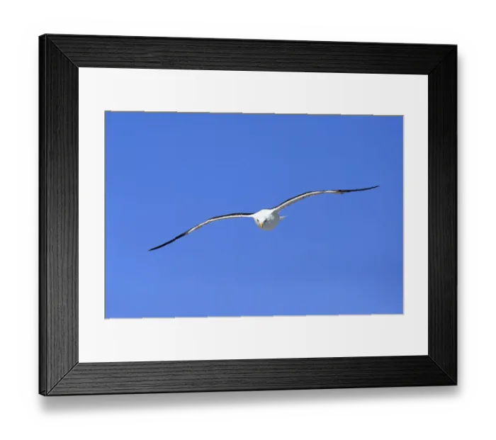 Framed Print : Two Red-billed Tropicbirds or Boatswain Birds -Phaeton aethereus- in flight, Isla Genovesa, Galapagos Islands Framed Print : Two Red-billed Tropicbirds or Boatswain Birds -Phaeton aethereus- in flight, Isla Genovesa, Galapagos Islands