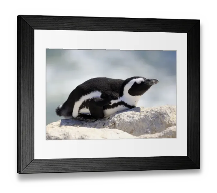 Framed Print : African Penguin -Spheniscus demersus-, adult resting on rock, Bettys Bay, Western Cape, South Africa Framed Print : African Penguin -Spheniscus demersus-, adult resting on rock, Bettys Bay, Western Cape, South Africa