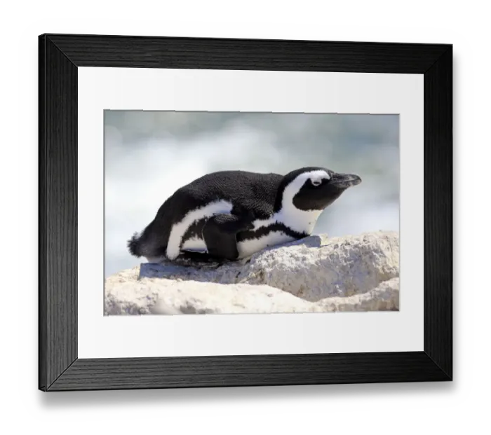 Framed Print : African Penguin -Spheniscus demersus-, adult resting on rock, Bettys Bay, Western Cape, South Africa Framed Print : African Penguin -Spheniscus demersus-, adult resting on rock, Bettys Bay, Western Cape, South Africa