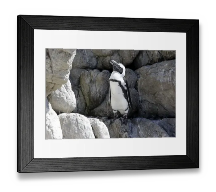 Framed Print : African Penguin -Spheniscus demersus-, adult, rock, Bettys Bay, Western Cape, South Africa Framed Print : African Penguin -Spheniscus demersus-, adult, rock, Bettys Bay, Western Cape, South Africa