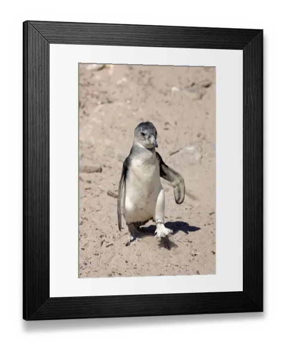 Framed Print : African Penguin -Spheniscus demersus-, young bird, Bettys Bay, Western Cape, South Africa Framed Print : African Penguin -Spheniscus demersus-, young bird, Bettys Bay, Western Cape, South Africa