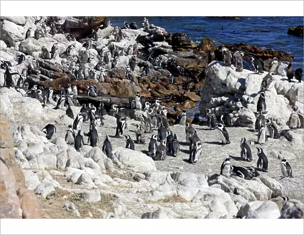 African Penguins -Spheniscus demersus-, colony, Bettys Bay, Western Cape, South Africa